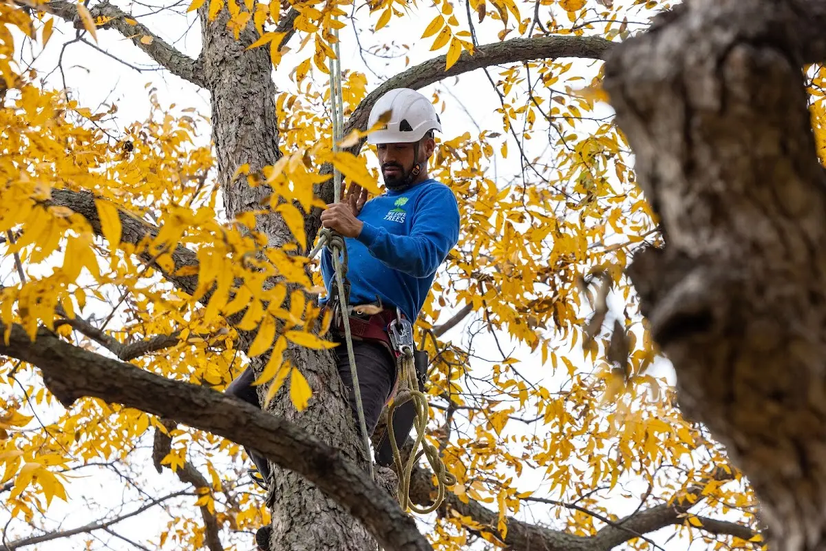 Skilled Tree Trimming crew working in Locust Grove