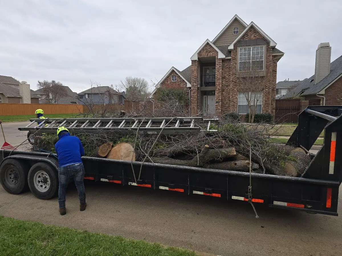 Expert Tree Removal with proper safety equipment in Locust Grove